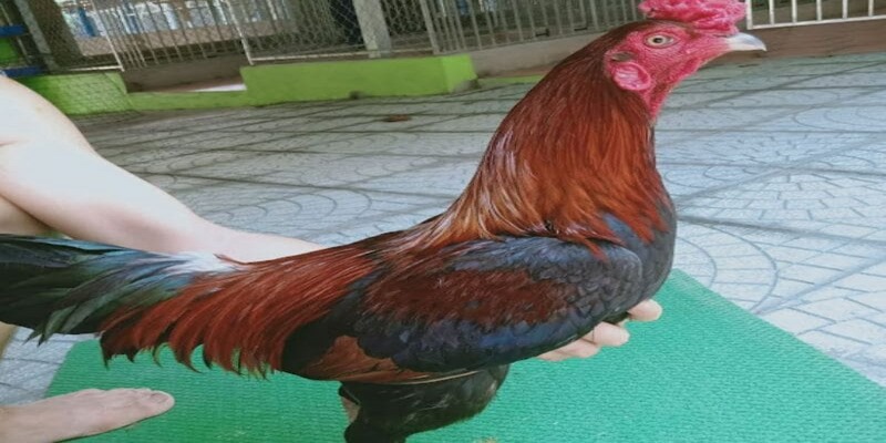 Gà Điều Xanh với bộ lông có tông màu xanh đen là chủ đạo