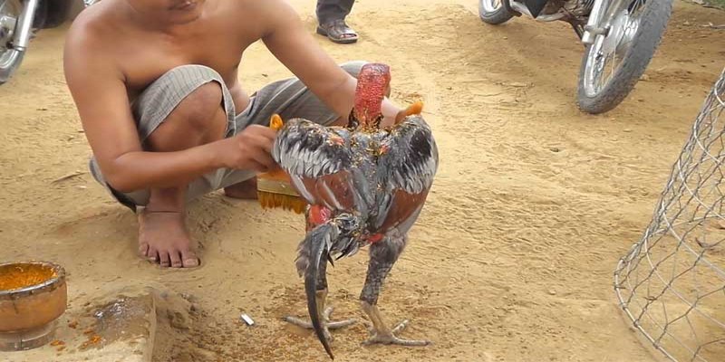 Bạn có thể sử dụng máy sấy để thay cho việc phơi nắng cho gà
